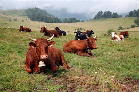 Salers cows in Auvergne Stock Photo - Premium Royalty-Free, Code: 652-05807692
