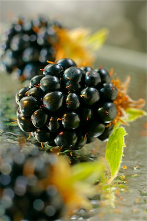 Blackberries Stock Photo - Premium Royalty-Free, Code: 652-05808140