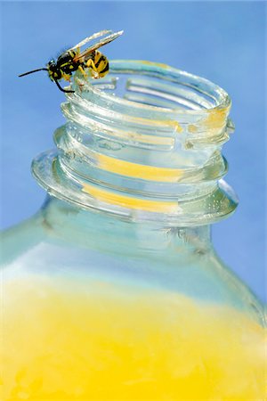 Bee on the top of a bottle of orange juice Stock Photo - Premium Royalty-Free, Code: 652-05808156