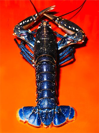 Whole lobster Foto de stock - Sin royalties Premium, Código: 652-05809441