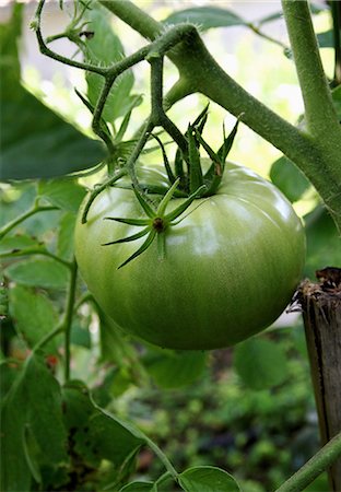 potager - Green tomato on the plant Photographie de stock - Premium Libres de Droits, Code: 652-06819188