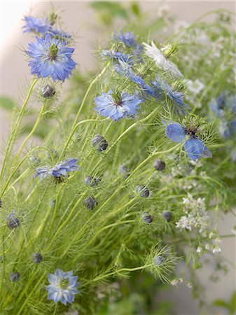 simsearch:652-03802495,k - Borage flowers Photographie de stock - Premium Libres de Droits, Code: 652-06819310