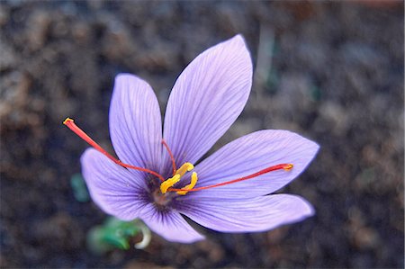 Saffron flower Photographie de stock - Premium Libres de Droits, Code: 652-06819371