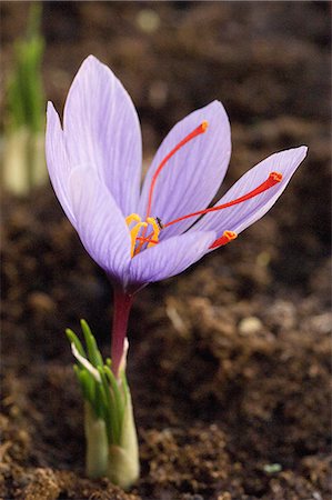 Saffron flower Foto de stock - Sin royalties Premium, Código: 652-06819372