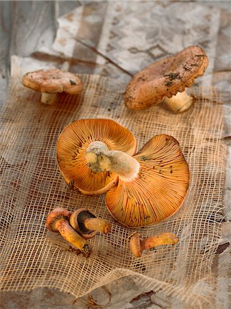 simsearch:652-07656130,k - Saffron milk cap mushroom Photographie de stock - Premium Libres de Droits, Code: 652-07656093