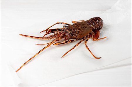 simsearch:652-07656307,k - Spiny lobster Stock Photo - Premium Royalty-Free, Code: 652-07656202