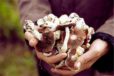 Handful of parasol mushrooms Photographie de stock - Premium Libres de Droits, Code: 652-07656226