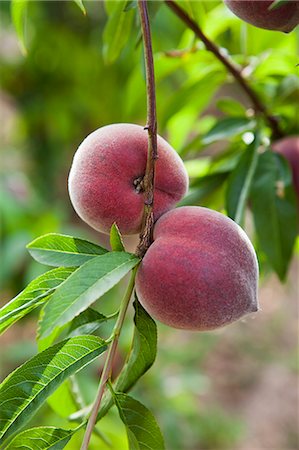 simsearch:652-07655419,k - Peaches on the tree Stock Photo - Premium Royalty-Free, Code: 652-07656260