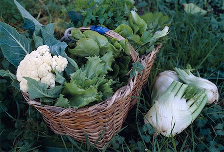 Cauliflower,fennel and lettuce in a basket Stock Photo - Premium Royalty-Free, Code: 652-01668148