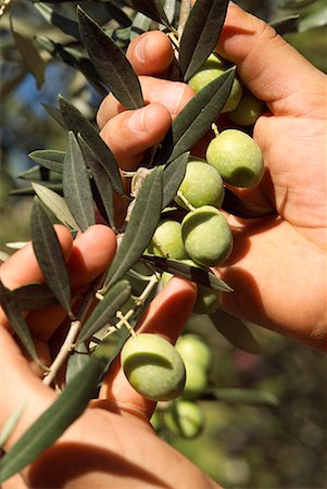 provence france summer - olive picking Stock Photo - Premium Royalty-Free, Code: 652-01669151