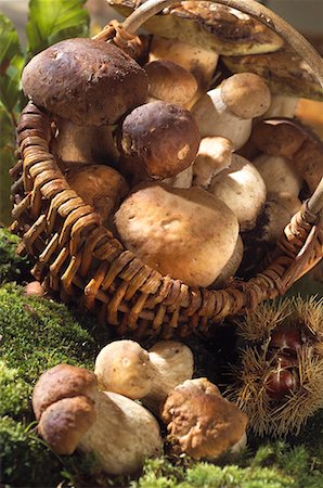 simsearch:659-02212220,k - panier de cèpes - cueillette de champignons Photographie de stock - Premium Libres de Droits, Code: 652-01669174