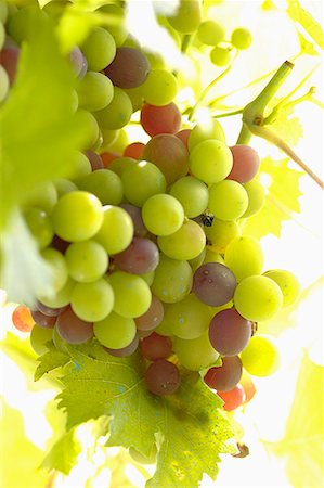 seed grain - bunch of grapes Foto de stock - Sin royalties Premium, Código: 652-01669819