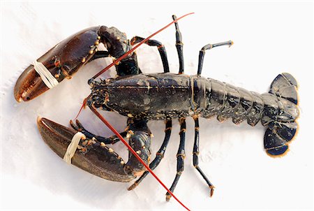 Breton lobster Stock Photo - Premium Royalty-Free, Code: 652-01670300