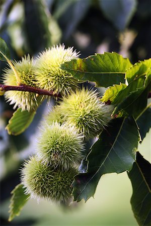 Chestnuts on the tree Stock Photo - Premium Royalty-Free, Code: 652-02222147