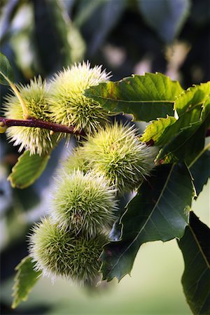 Chestnuts on the tree Foto de stock - Sin royalties Premium, Código: 652-02222147