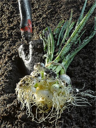 shovel in dirt - Spring onions Stock Photo - Premium Royalty-Free, Code: 652-03635670