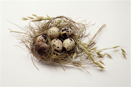 Quail eggs in a nest Stock Photo - Premium Royalty-Free, Code: 652-03633109