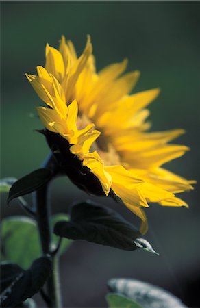 sun flower crops image - Sunflower Stock Photo - Premium Royalty-Free, Code: 652-03633462
