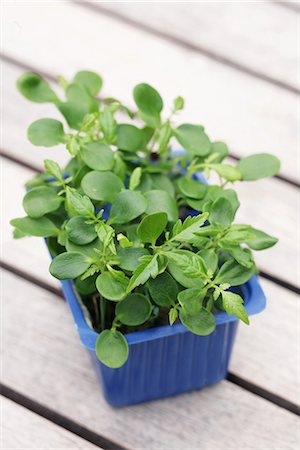 Asian watercress Foto de stock - Sin royalties Premium, Código: 652-03804325