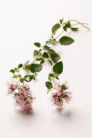 Marjoram Foto de stock - Sin royalties Premium, Código: 652-03804931