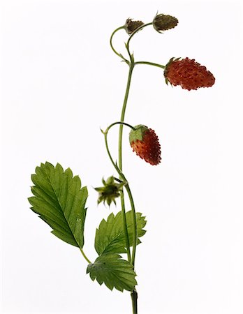 Mara des bois strawberry plant Stock Photo - Premium Royalty-Free, Code: 652-03801521