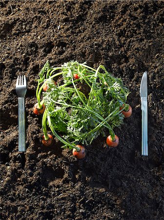 soil - Carrots in earth Stock Photo - Premium Royalty-Free, Code: 652-03801646