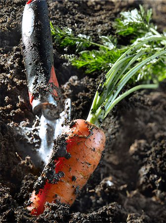 shovel in dirt - Carrots in earth Stock Photo - Premium Royalty-Free, Code: 652-03801648
