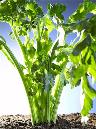 celery in earth Stock Photo - Premium Royalty-Free, Code: 652-03801649