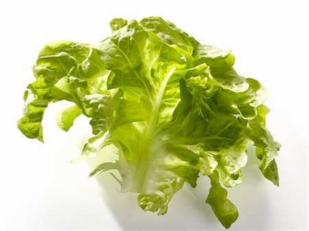 Krisette lettuce leaf Stock Photo - Premium Royalty-Free, Code: 652-03801671