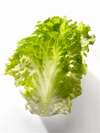 simsearch:652-03633578,k - Webb lettuce leaf Foto de stock - Sin royalties Premium, Código: 652-03801672