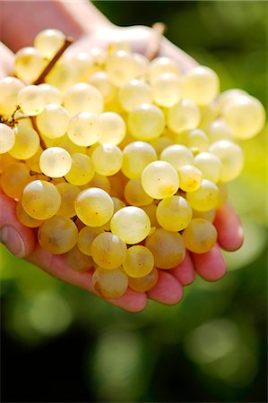 Bunch of white grapes Stock Photo - Premium Royalty-Free, Code: 652-03801719