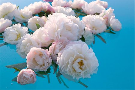 peonies - White peonies Foto de stock - Sin royalties Premium, Código: 652-03802174