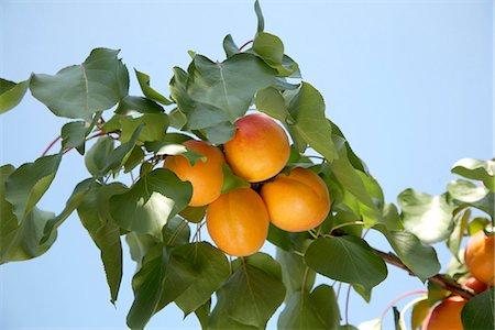 Branch of apricots on the tree Stock Photo - Premium Royalty-Free, Code: 652-03802339