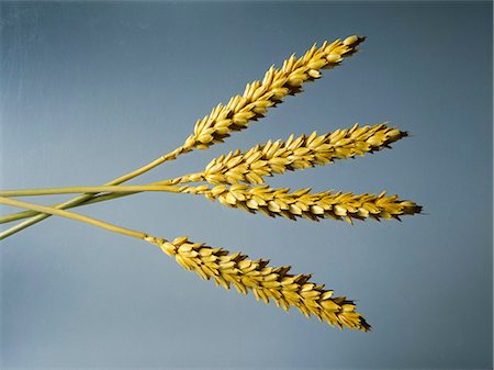 four cereal - Wheat ears Stock Photo - Premium Royalty-Free, Code: 652-03802537