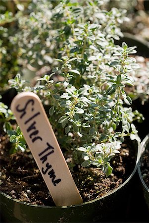 Silver thyme plant Stock Photo - Premium Royalty-Free, Code: 652-03802559