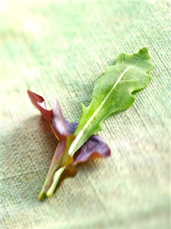 rucola - Vert de jeunes pousses Photographie de stock - Premium Libres de Droits, Code: 652-03802565