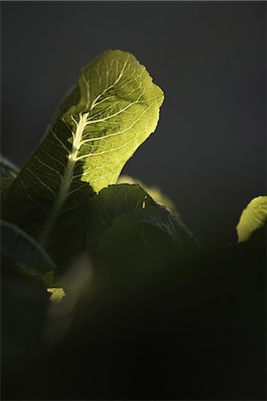 Beet leaves Stock Photo - Premium Royalty-Free, Code: 652-03802825