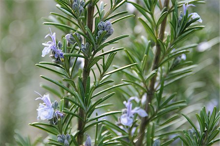 rosemary - Flowering rosemary Stock Photo - Premium Royalty-Free, Code: 652-03802855