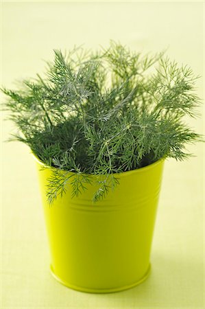 dill - Pot of fresh dill Foto de stock - Sin royalties Premium, Código: 652-03802948