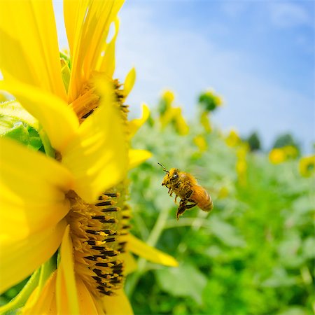 Sunflower and bees and blue sky Foto de stock - Sin royalties Premium, Código: 669-07845747