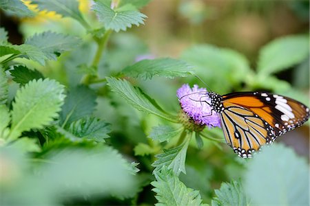 Butterfly Photographie de stock - Premium Libres de Droits, Code: 669-08488502
