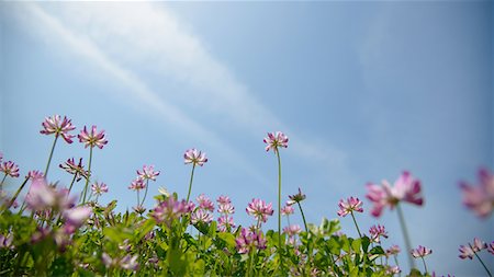 Lotus flower field Stock Photo - Premium Royalty-Free, Code: 669-08645264