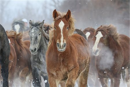 pferd (tier) - Horses running on the snow field Stockbilder - Premium RF Lizenzfrei, Bildnummer: 669-08704080