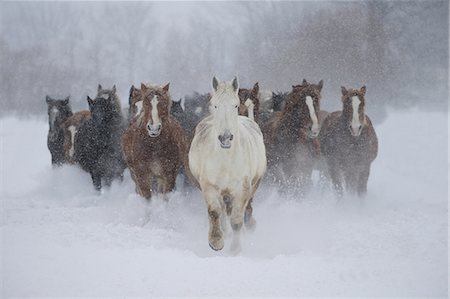 Horses running on the snow field Photographie de stock - Premium Libres de Droits, Code: 669-08704082