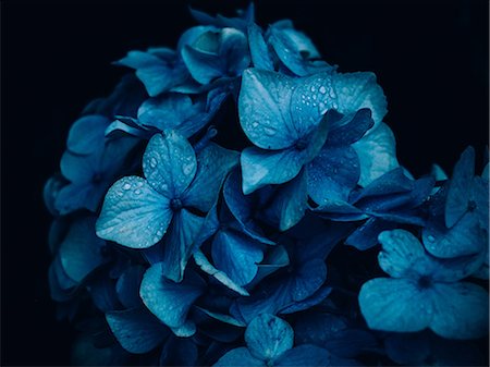 Hydrangea Stock Photo - Premium Royalty-Free, Code: 669-08748882