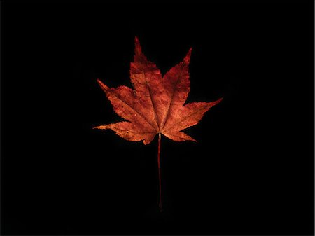 Fall leaves with black background Stock Photos - Page 1 : Masterfile