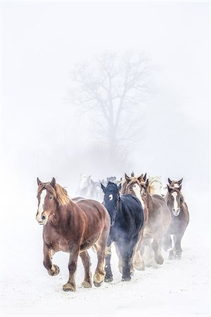Horses running on the snow field Photographie de stock - Premium Libres de Droits, Code: 669-08914728