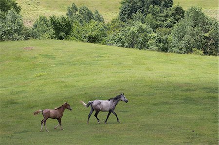 Horses at ranch Stock Photo - Premium Royalty-Free, Code: 669-08914736