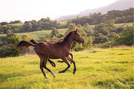 stimulation - Horses at ranch Stock Photo - Premium Royalty-Free, Code: 669-08914730