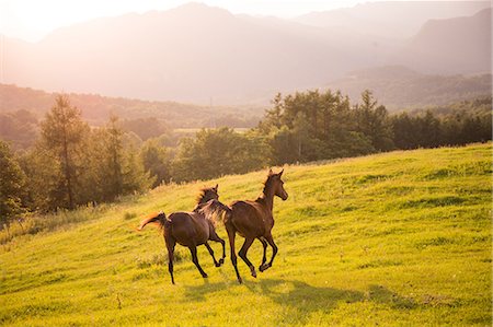 stimulation - Horses at ranch Stock Photo - Premium Royalty-Free, Code: 669-08914731